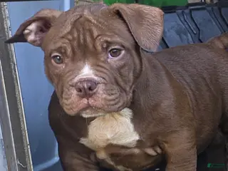 American Bully dogs American Bully Puppy 3 - Ad 31