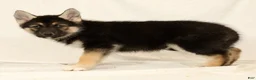Gerberian Shepsky dogs for sale: Tessa - Ad 2