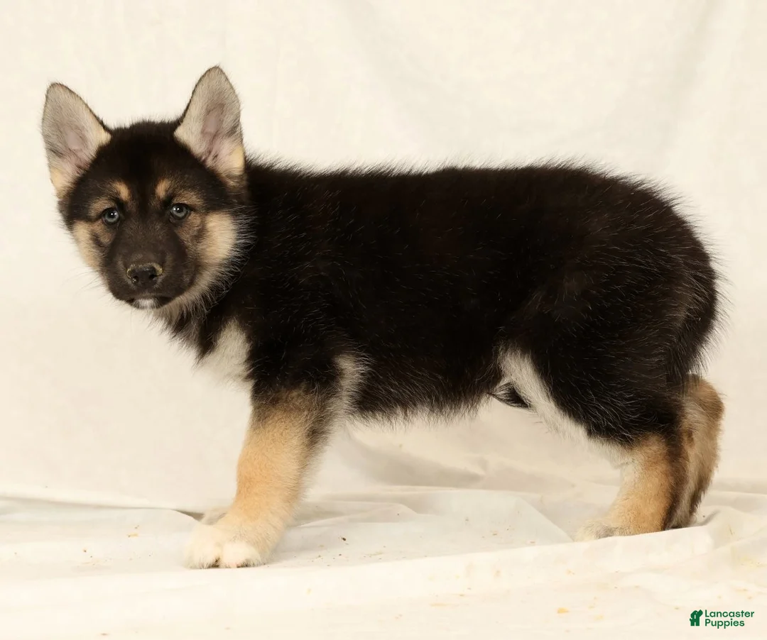 Gerberian Shepsky dogs for sale: Tessa - Ad 2