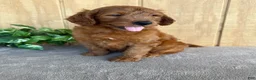 Goldendoodle dogs for sale: Goldie - Ad 23