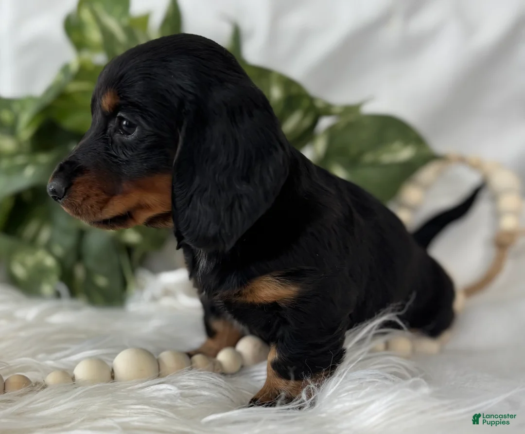 Miniature Dachshund dogs for sale: Sugar Gal Miniature Dachshund  - Ad 4