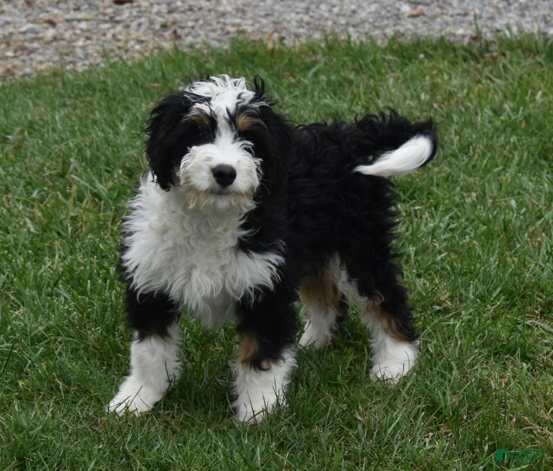 Mini Bernedoodle dogs for sale: Hunter - Ad 6