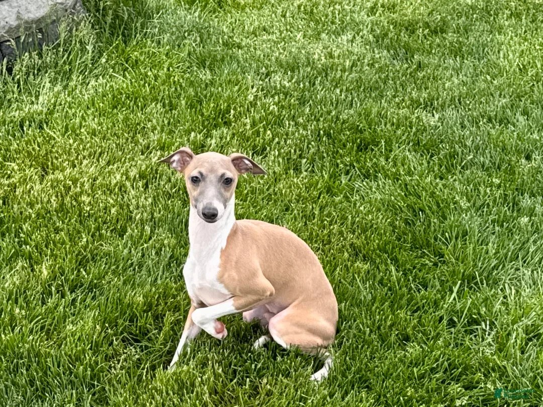 Italian Greyhound dogs for sale: Gerald - Ad 9