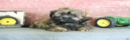 Shihpoo dogs for sale: Norm - Ad 3