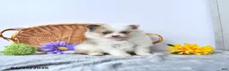 Pomeranian dogs for sale: Ruby - Ad 1