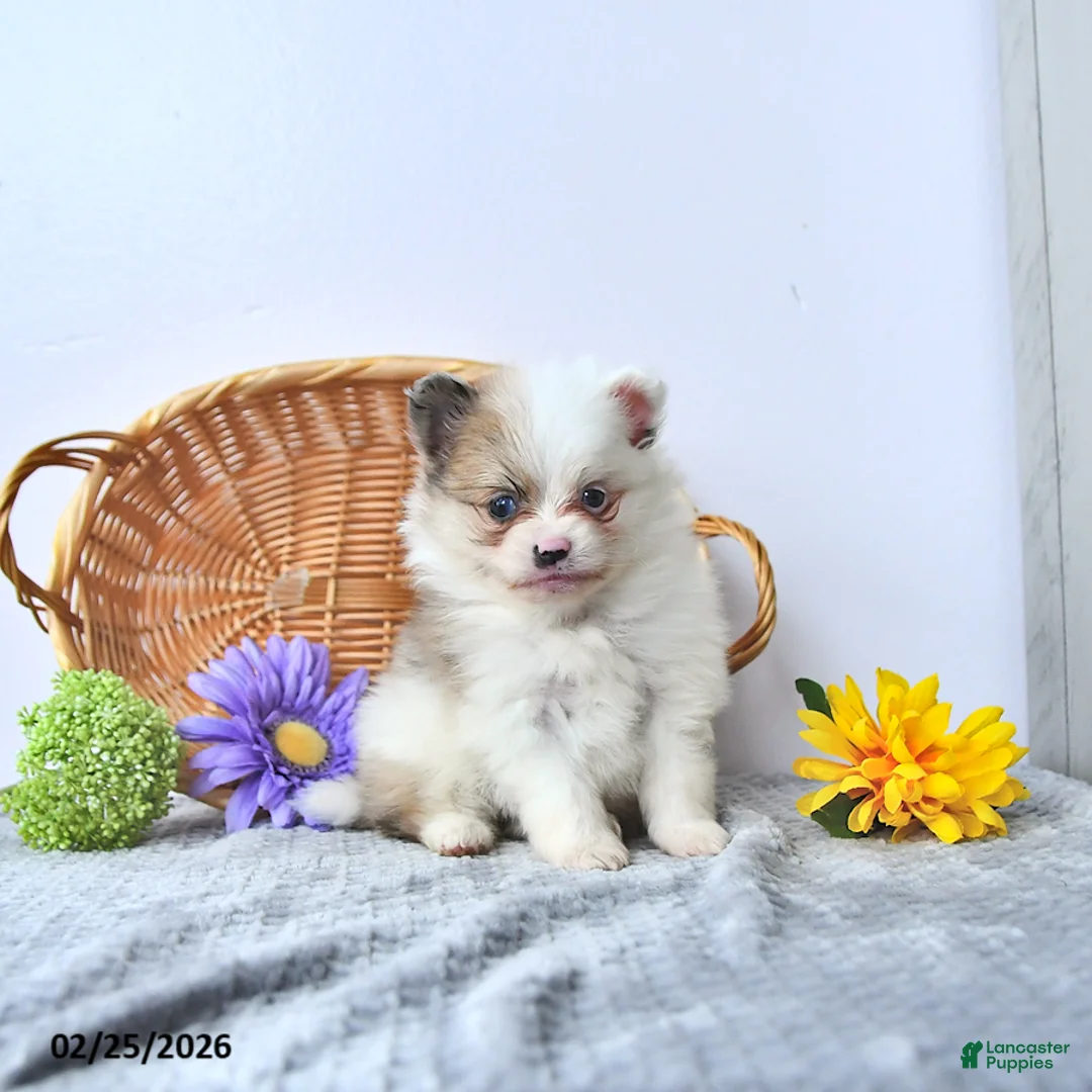 Pomeranian dogs for sale: Ruby - Ad 1