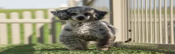 Shihpoo dogs for sale: Thomas - Ad 7
