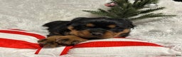 Rottweiler dogs for sale: Sidney - Ad 4