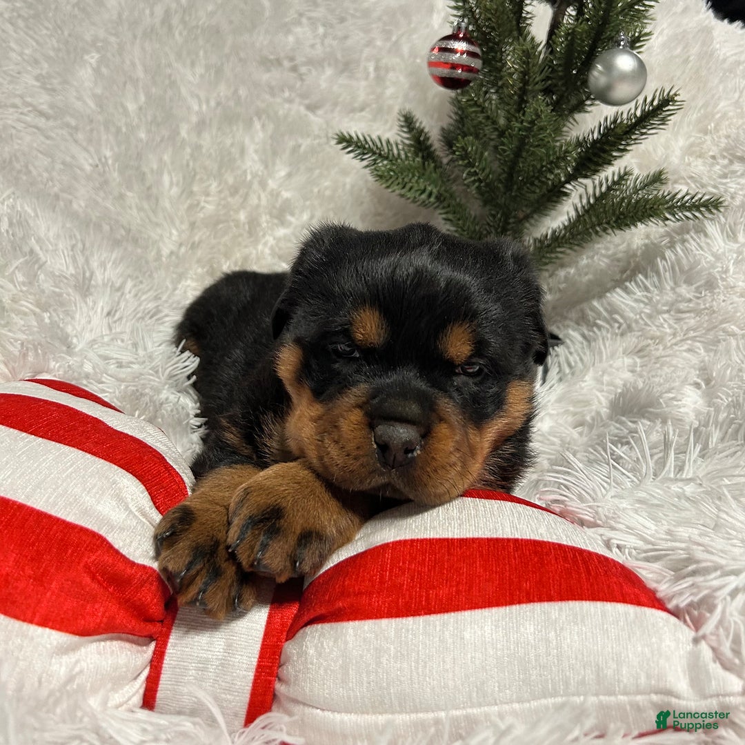 Rottweiler dogs for sale: Sidney - Ad 4