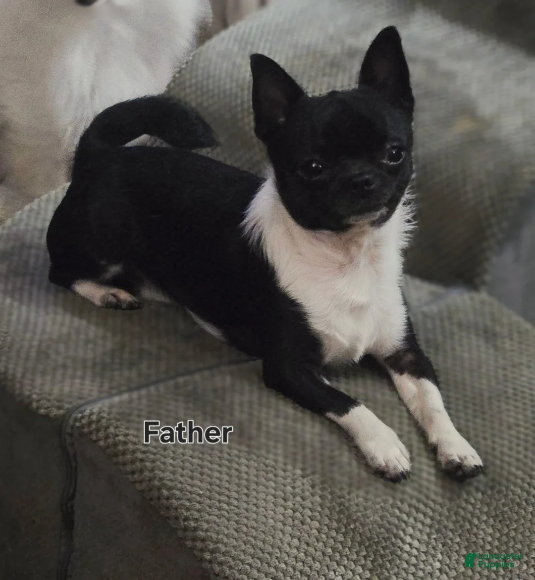 Chihuahua dogs for sale: Spot and dottie - Ad 7