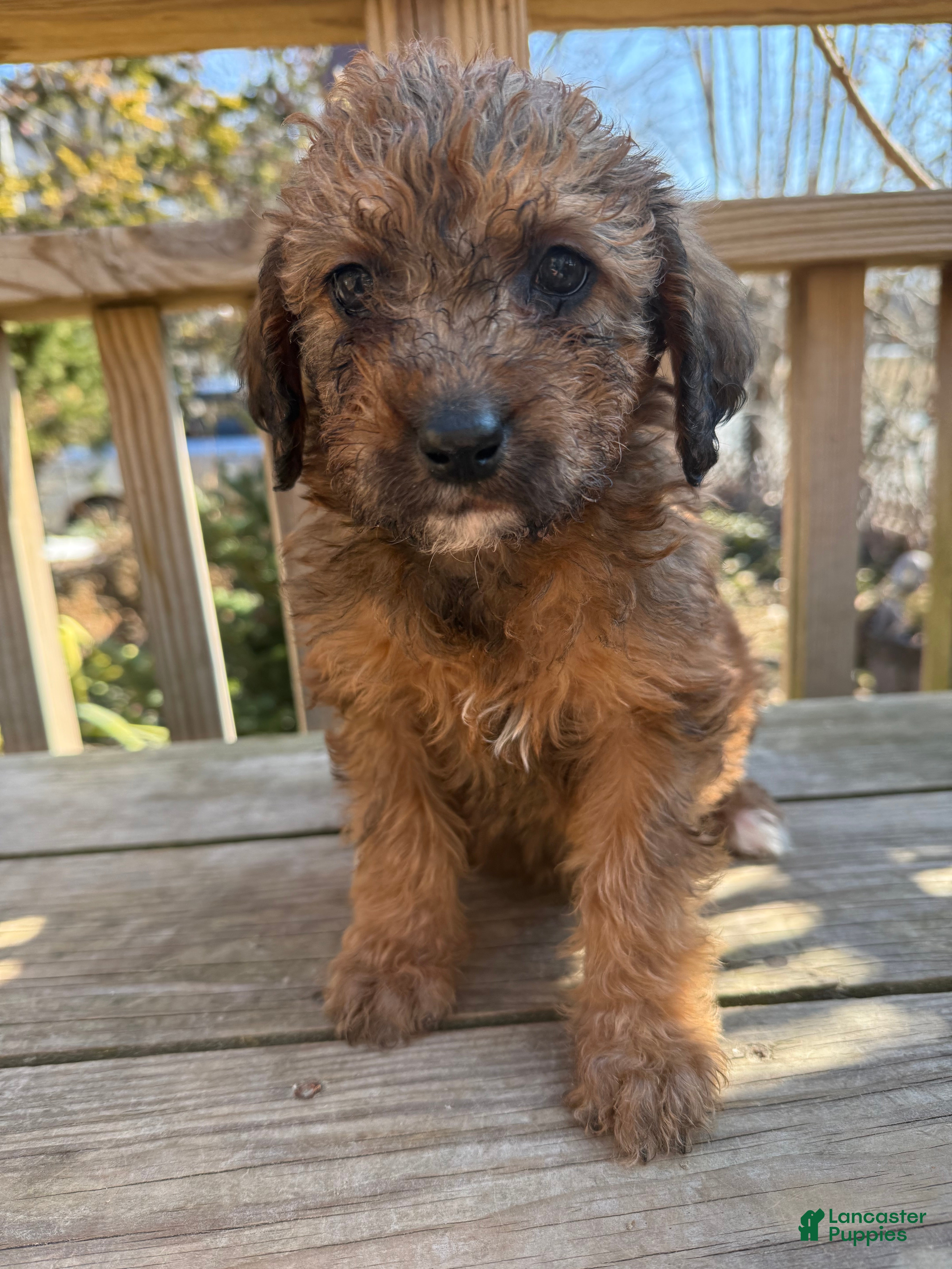 Mixed Breed dogs Sandy - Ad 1