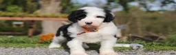 Sheepadoodle dogs for sale: Buddy - Ad 6