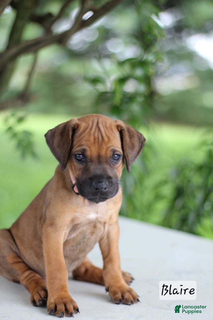 Rhodesian Ridgeback dogs Blaire - Ad 1