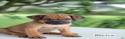 Rhodesian Ridgeback dogs for sale: Blaire - Ad 1