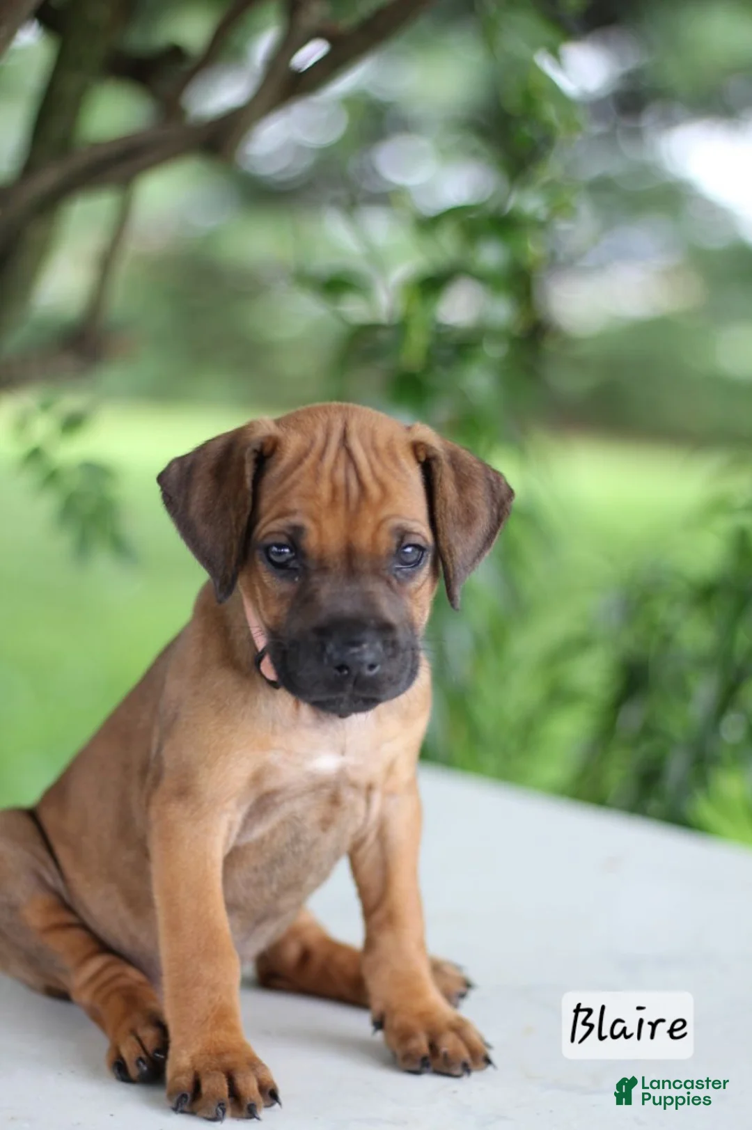 Rhodesian Ridgeback dogs for sale: Blaire - Ad 1