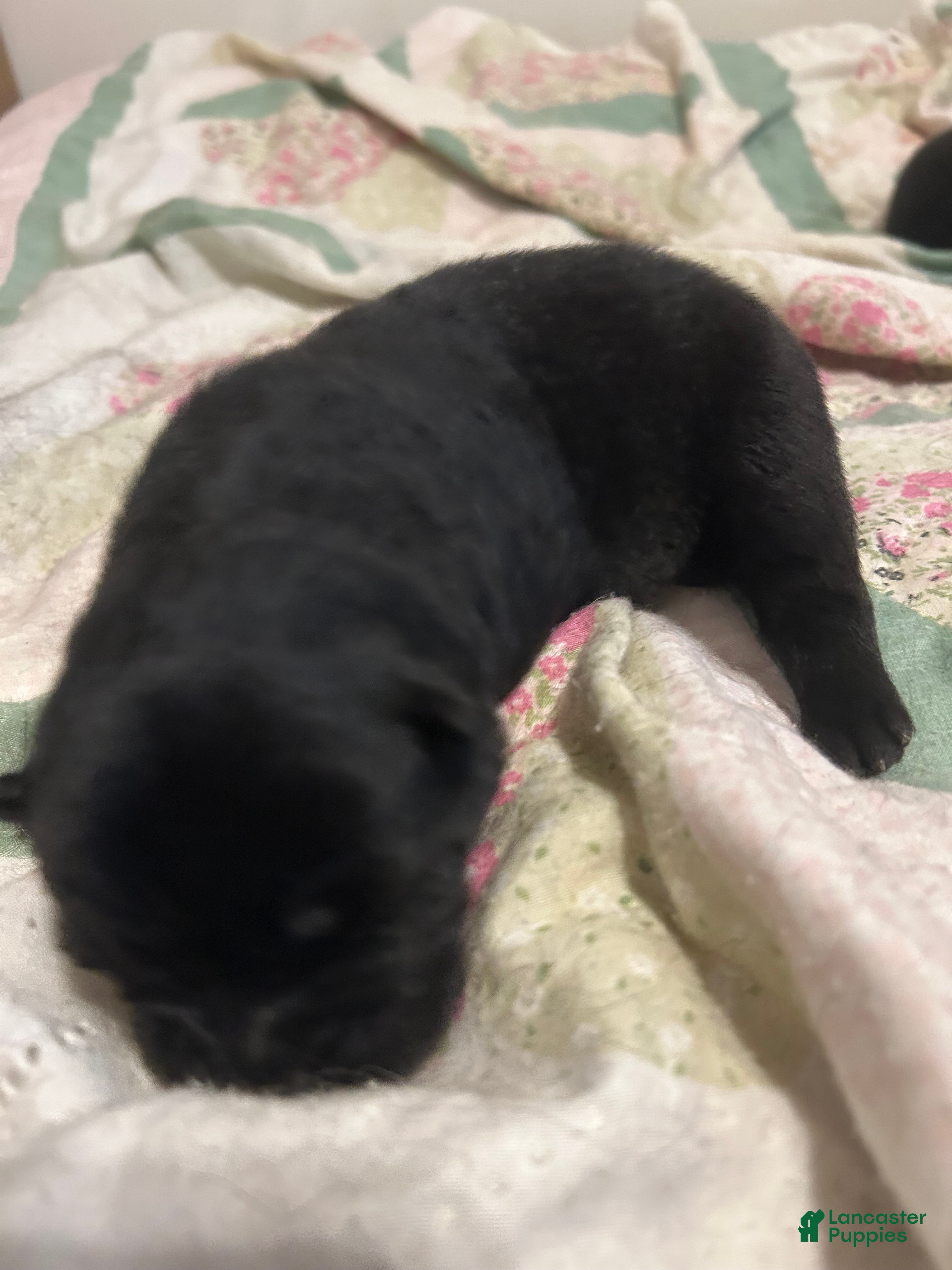 Chow Chow Puppy 5
