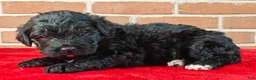 Bernedoodle dogs for sale: Cinder - Ad 6