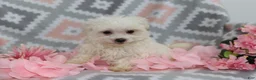 Dachshund dogs for sale: Marco  - Ad 4