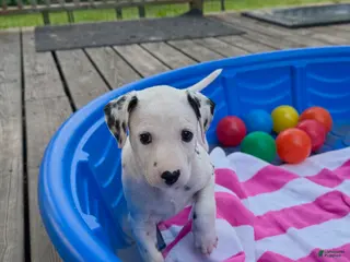 Dalmatian dogs Dalmatian 8 - Ad 5