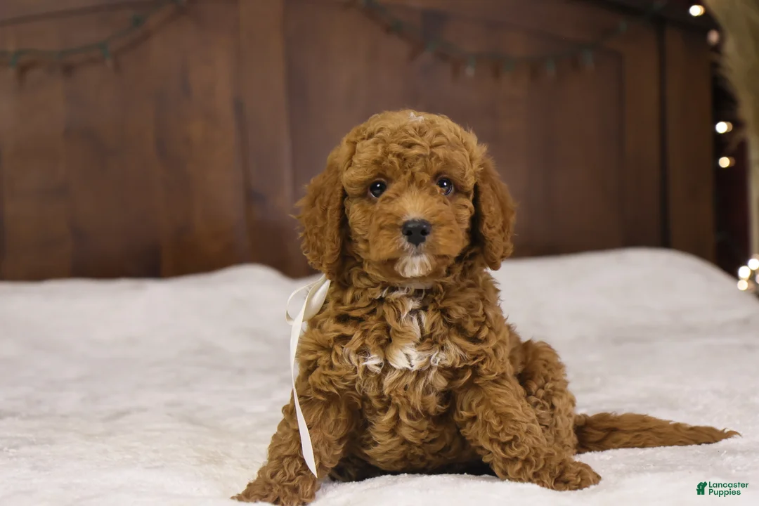 Goldendoodle dogs for sale: Sam - Ad 2