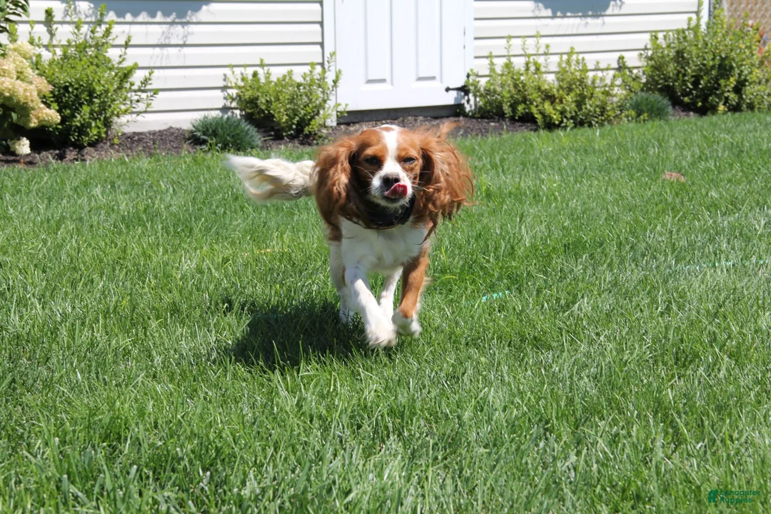 Cavalier King Charles Spaniel dogs for sale: Pumpkin - Ad 5