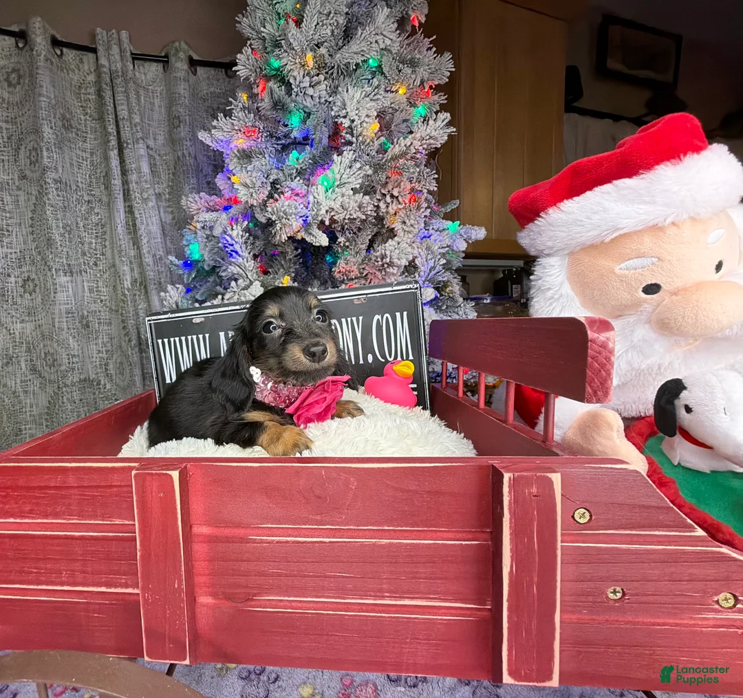 Miniature Dachshund dogs for sale: AKC Russian pra clear - Ad 64