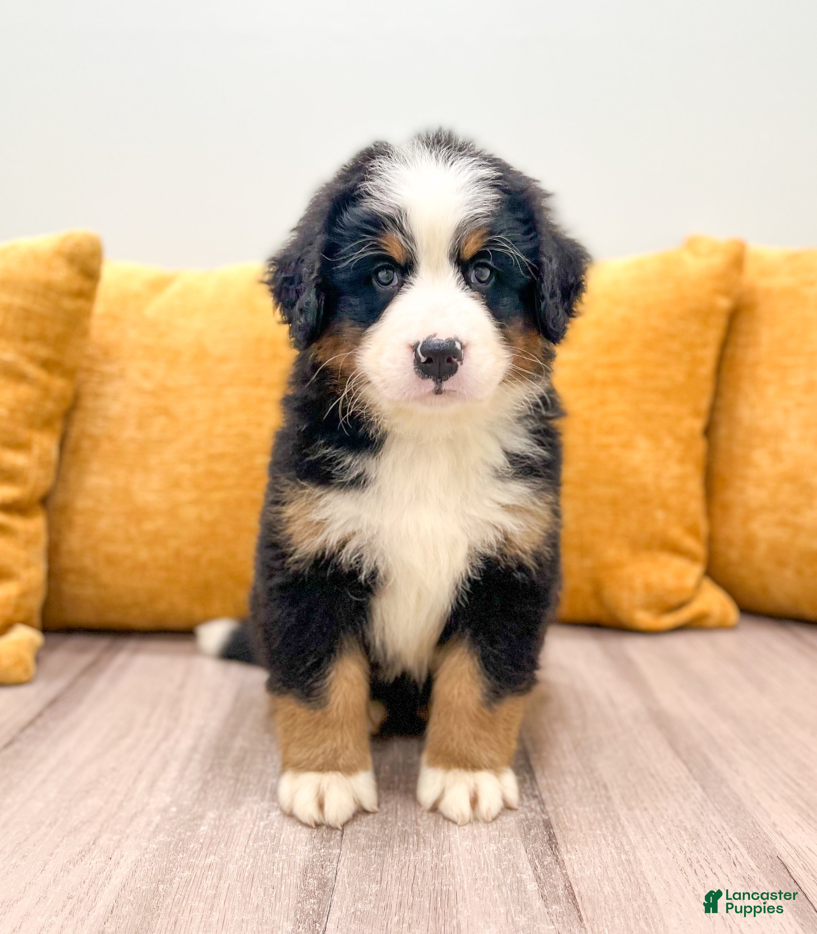 Bernese Mountain Dog dogs Ranger - Ad 1
