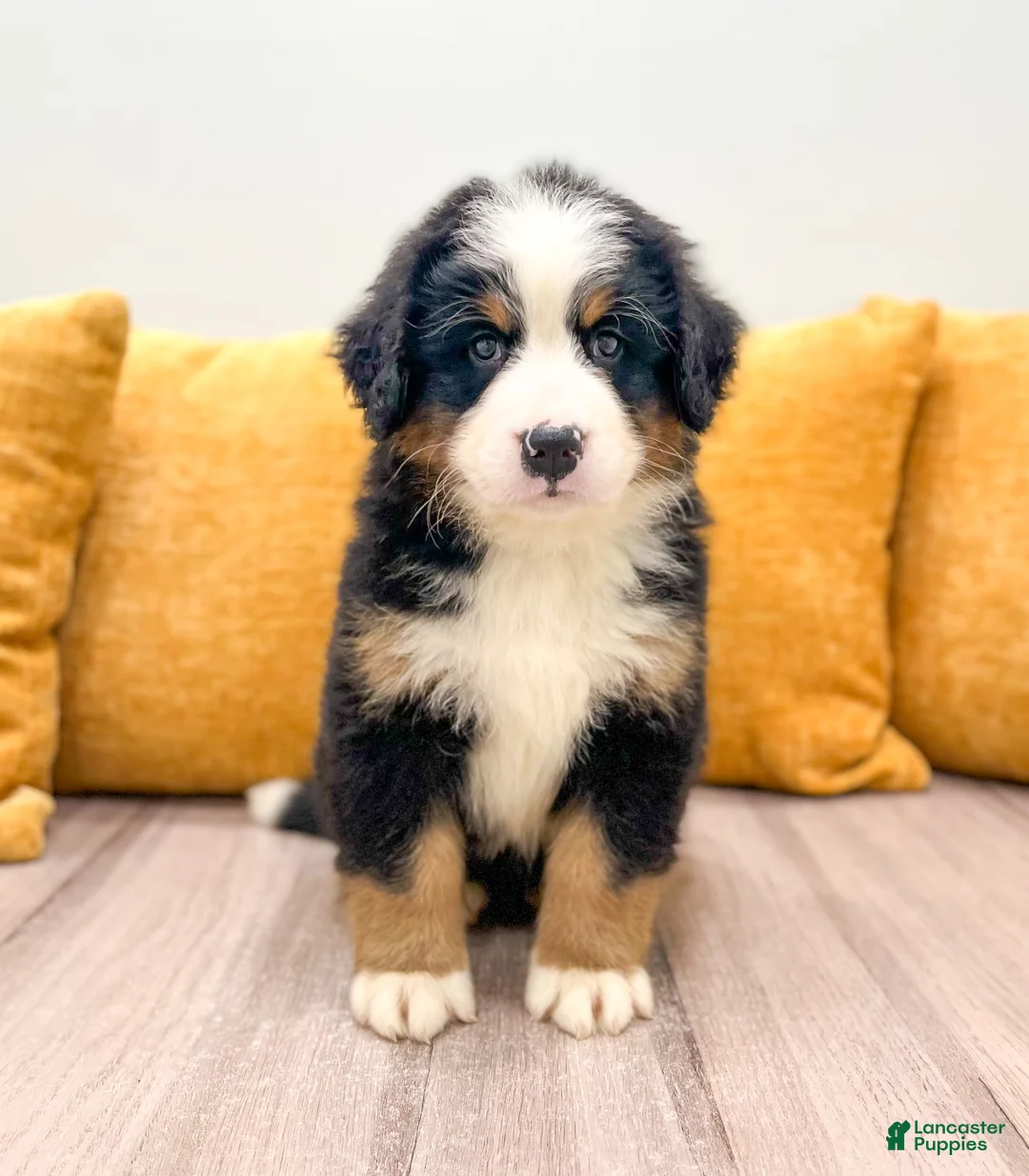 Bernese Mountain Dog dogs for sale: Ranger - Ad 1