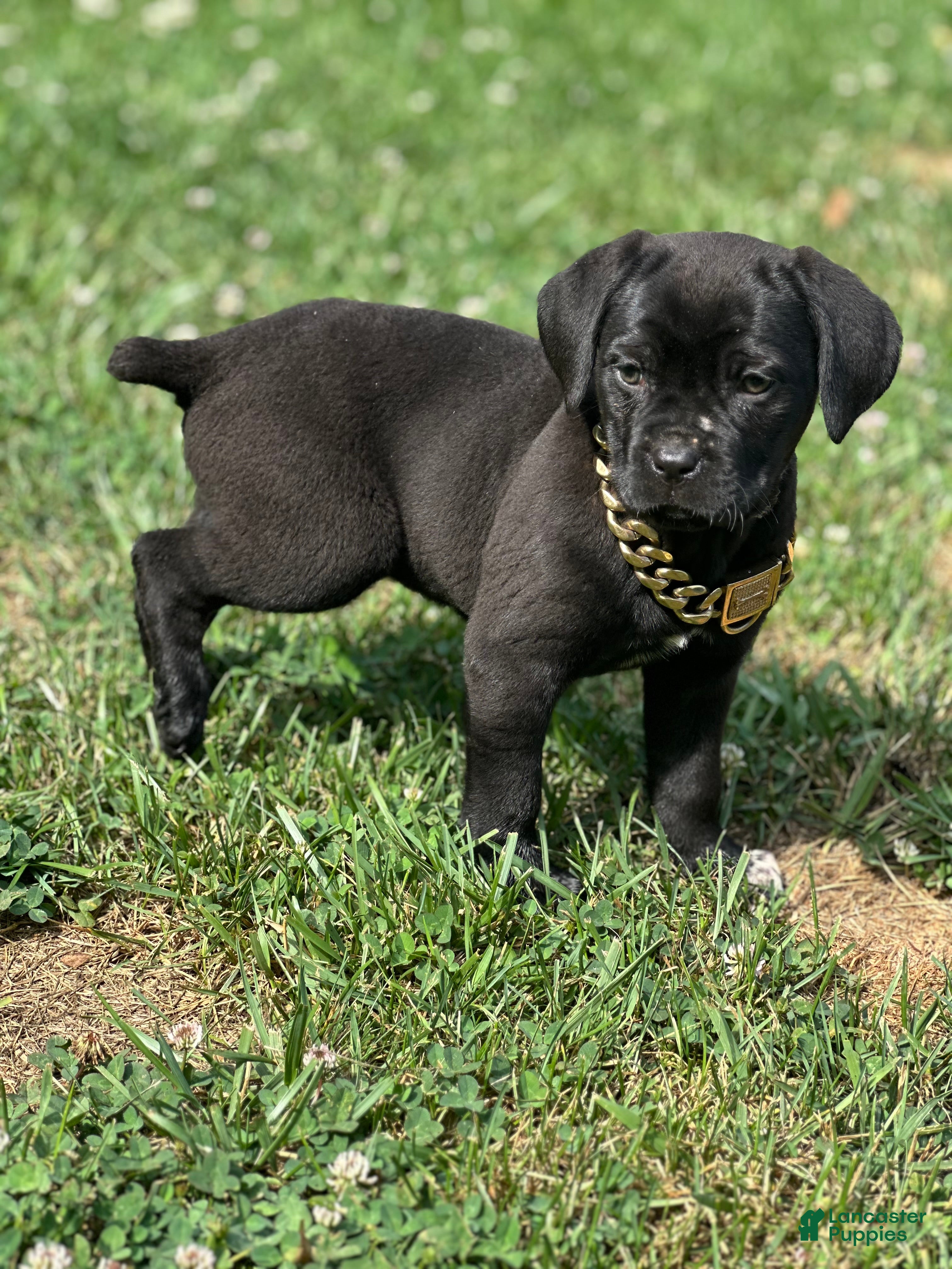 Cane Corso dogs Rose - Ad 2