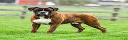 Boxer dogs for sale: Molly - Ad 5