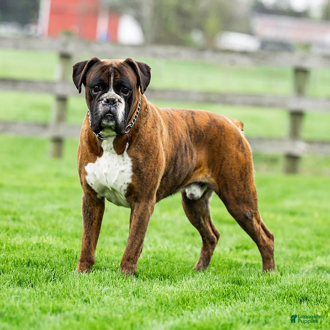 Boxer dogs for sale: Molly - Ad 5