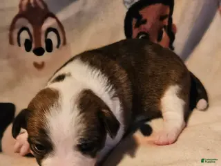 Chihuahua dogs Charley - Ad 23