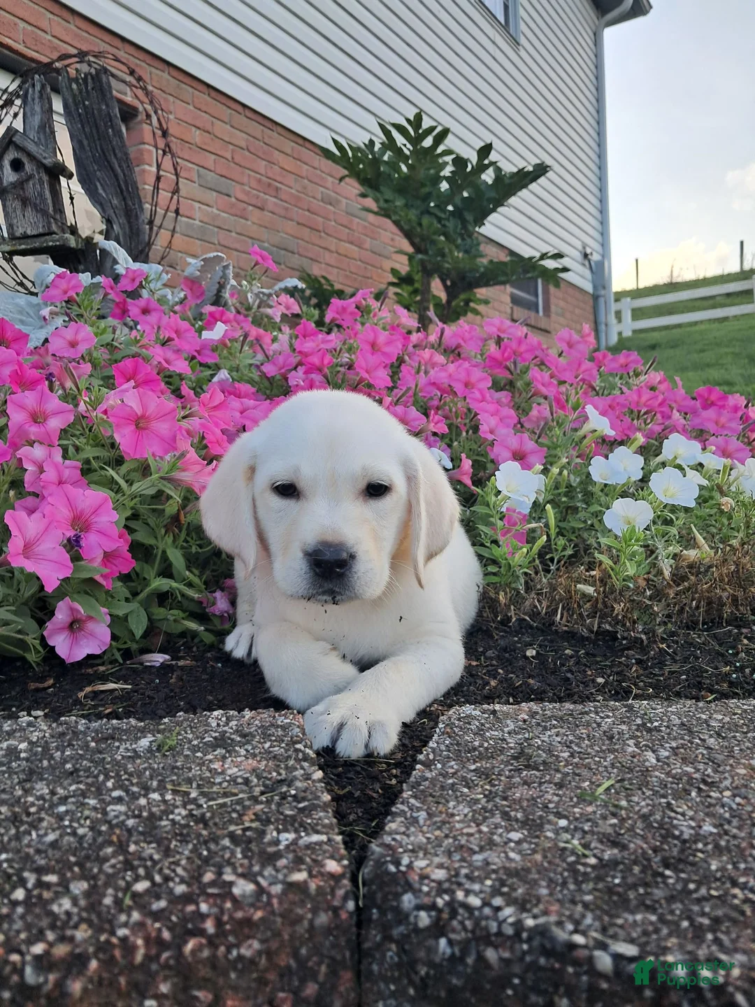 Labrador Retriever dogs for sale: Dustin - Ad 8
