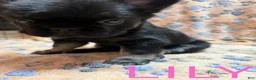French Bulldog dogs for sale: French Bulldog Puppy 1 - Ad 3