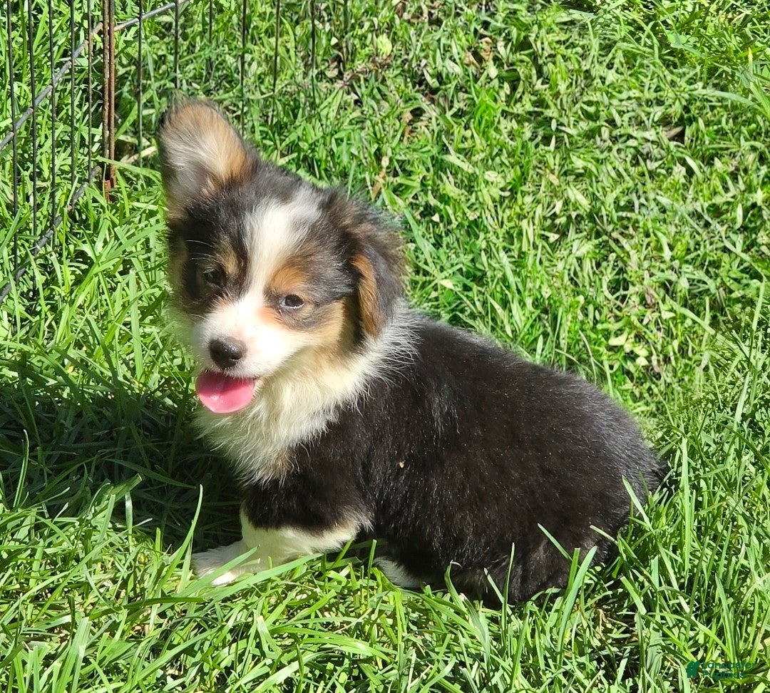 Welsh Corgi Pembroke dogs Duffy the fluffy - Ad 1