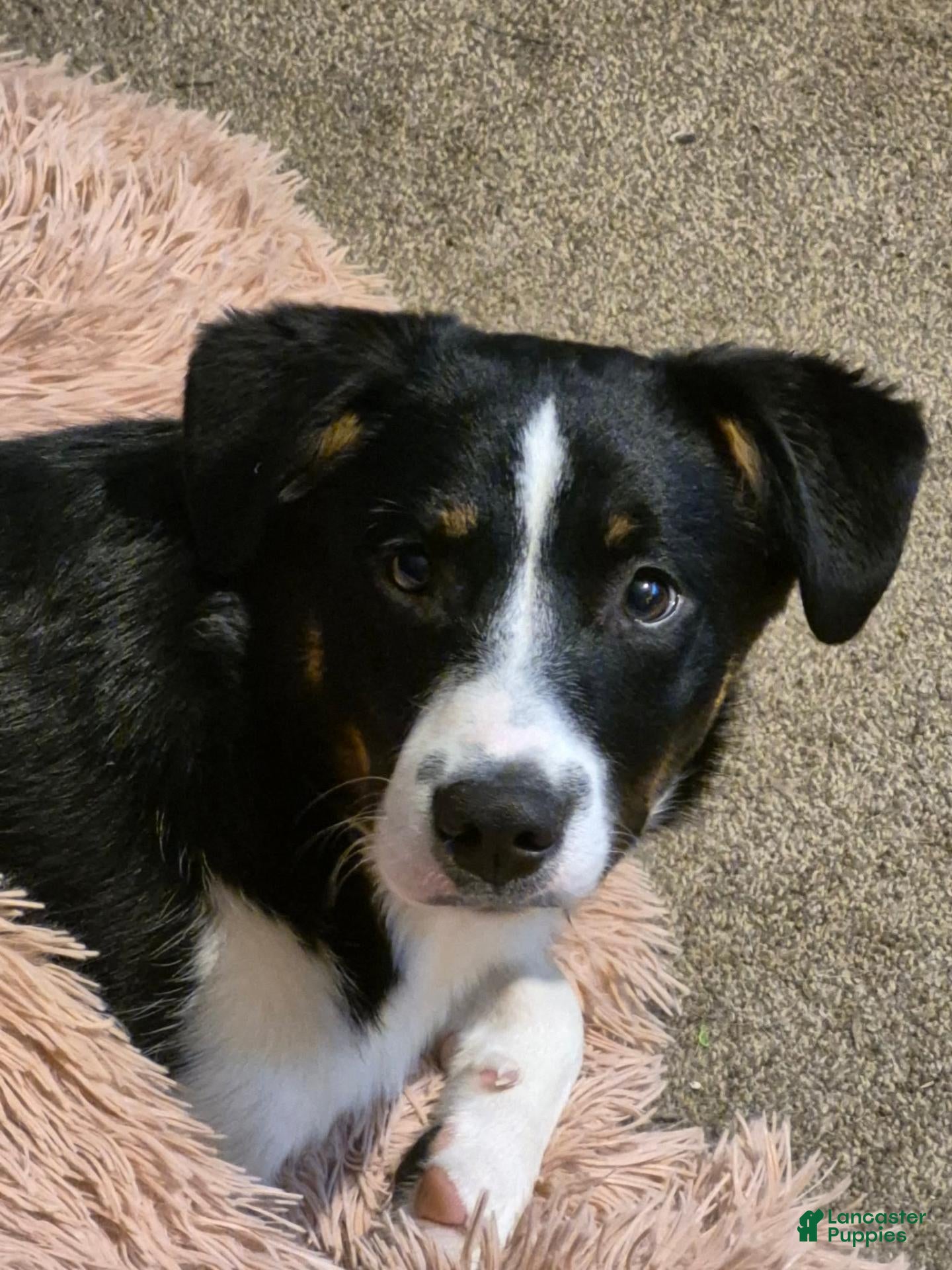 Mixed Breed dogs Mixed Breed 5 - Ad 2
