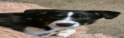 Mixed Breed dogs for sale: Mixed Breed 3 - Ad 2