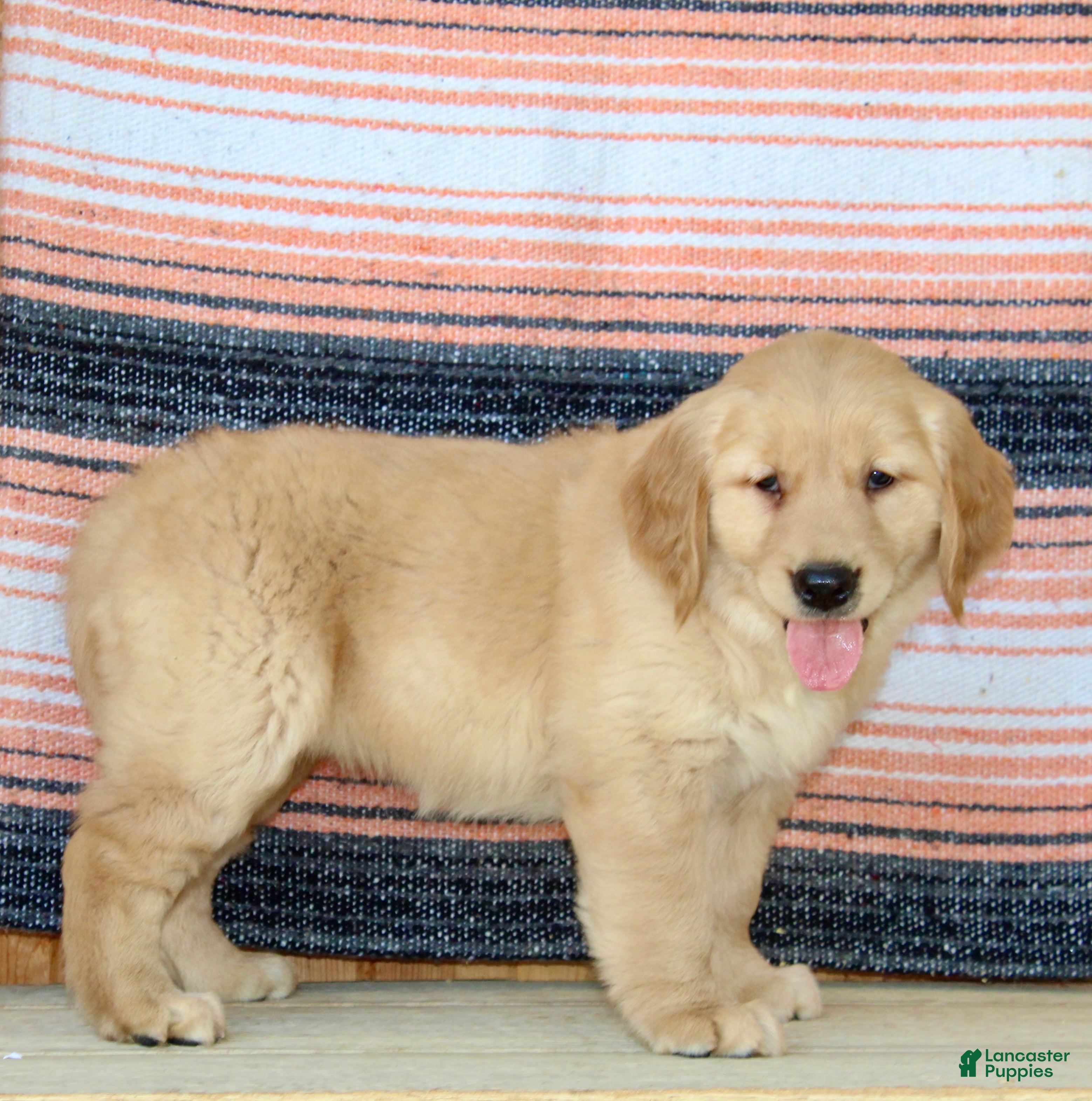 Golden Retriever dogs Goldie - Ad 2