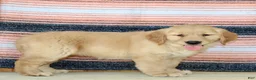 Golden Retriever dogs for sale: Goldie - Ad 2