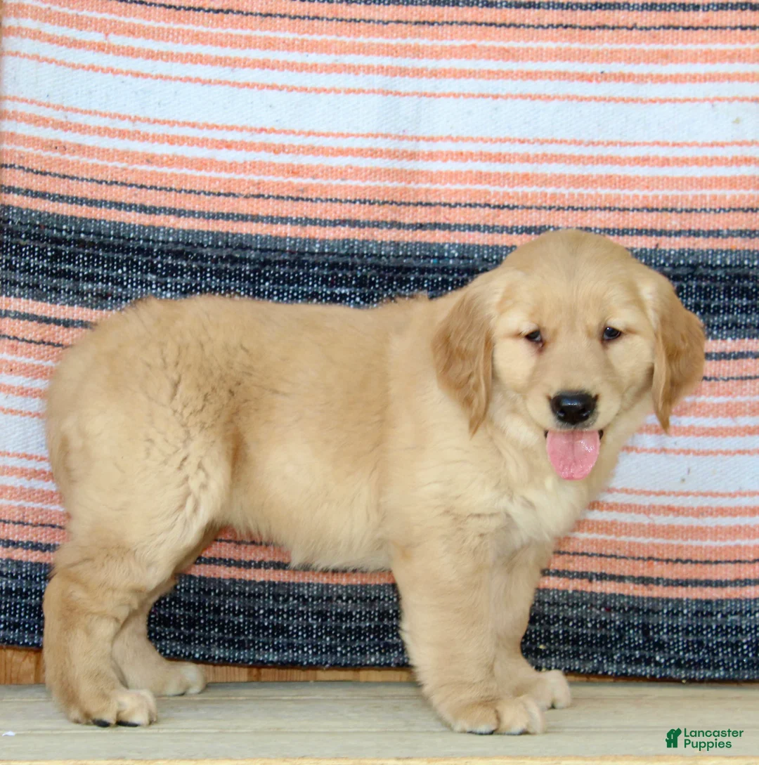 Golden Retriever dogs for sale: Goldie - Ad 2