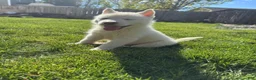 Siberian Husky dogs for sale: Siberian husky  - Ad 2