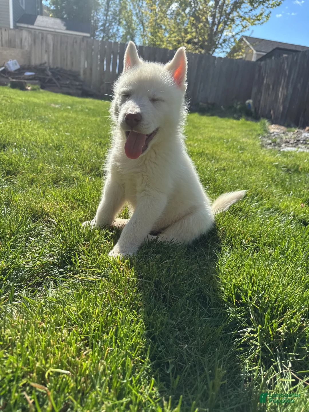 Siberian Husky dogs for sale: Siberian husky  - Ad 2