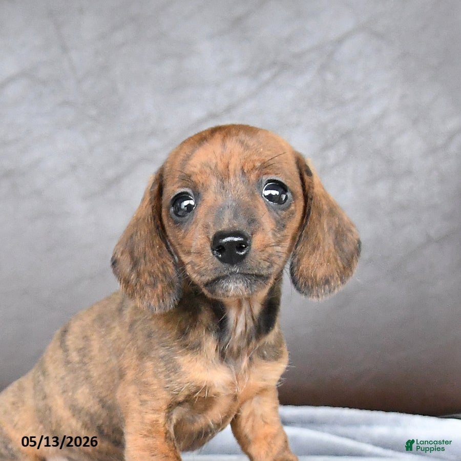 Miniature Dachshund dogs Cherry - Ad 2
