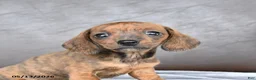 Miniature Dachshund dogs for sale: Cherry - Ad 2
