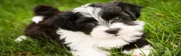 Havanese dogs for sale: Piper - Ad 1