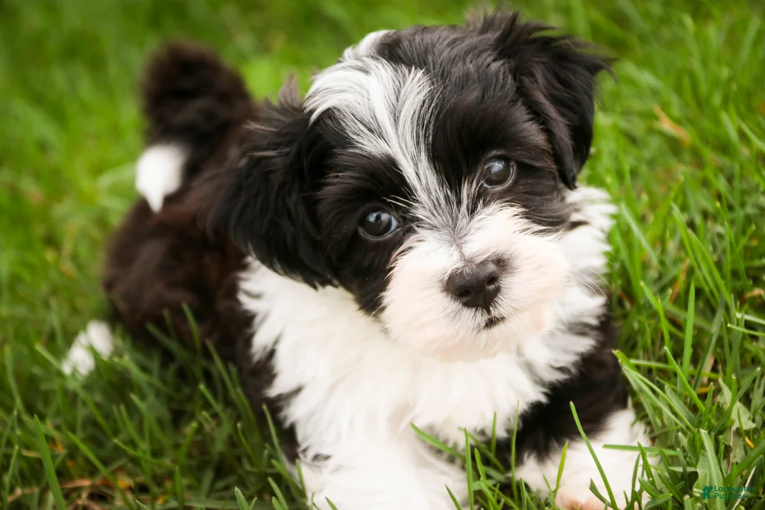 Havanese dogs for sale: Piper - Ad 1