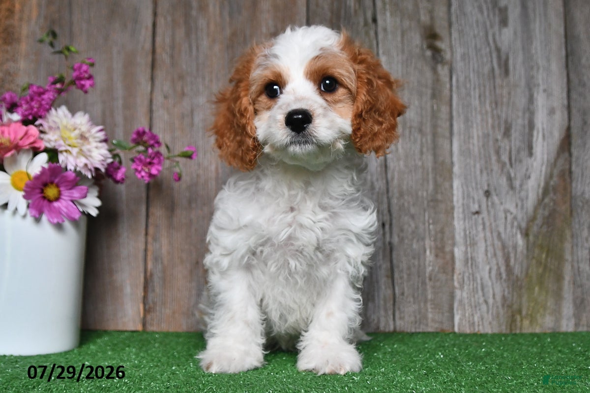 Cavapoo dogs Diesel - Ad 2
