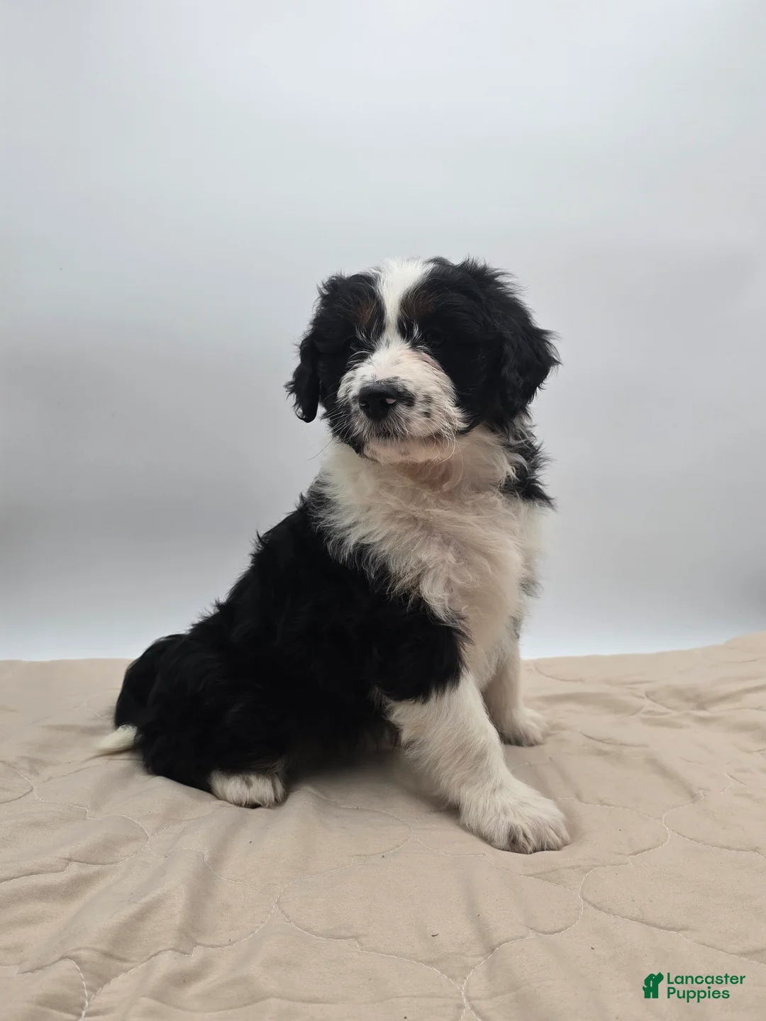 Aussiedoodle dogs for sale: Dottie - Ad 6