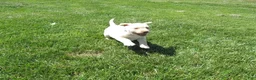 Labrador Retriever dogs for sale: Labrador Retriever Puppy 1 - Ad 5