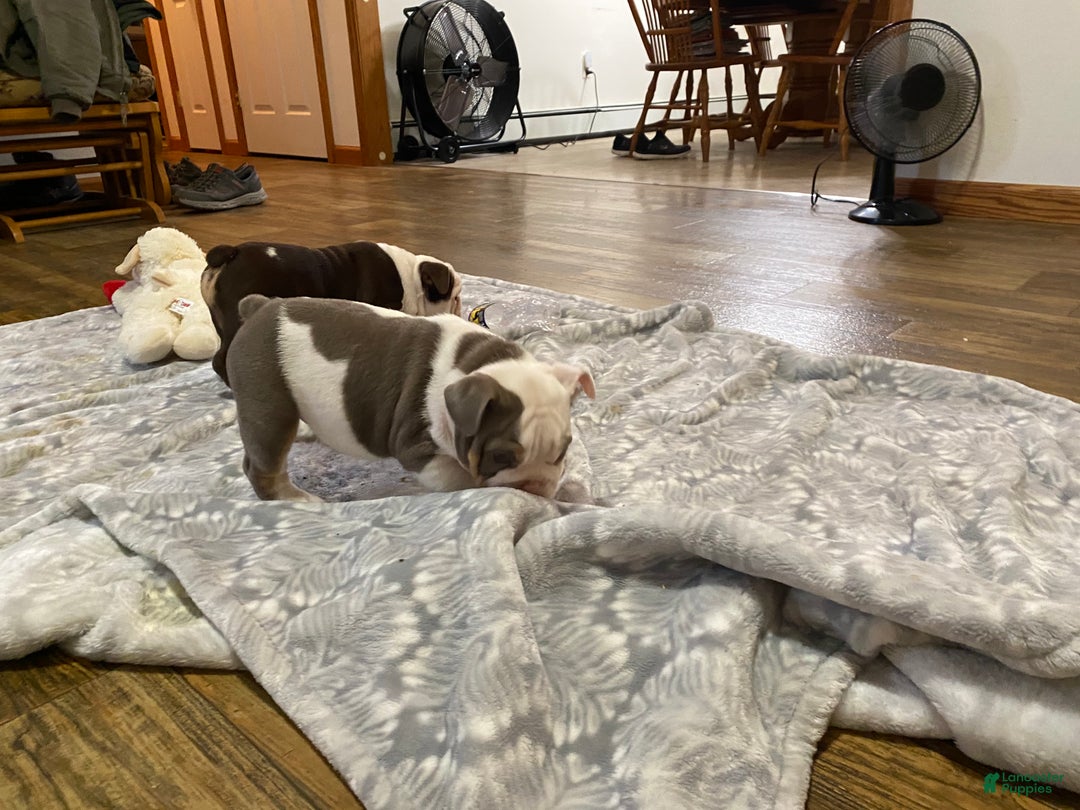 English Bulldog dogs for sale: Romeo - Ad 10